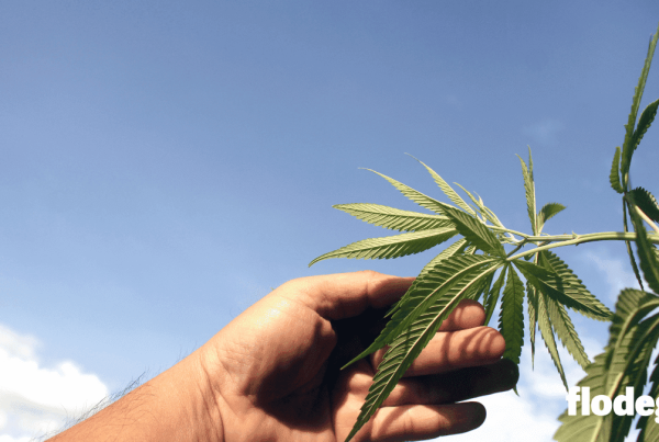 indica-sativa-cannabis-difference