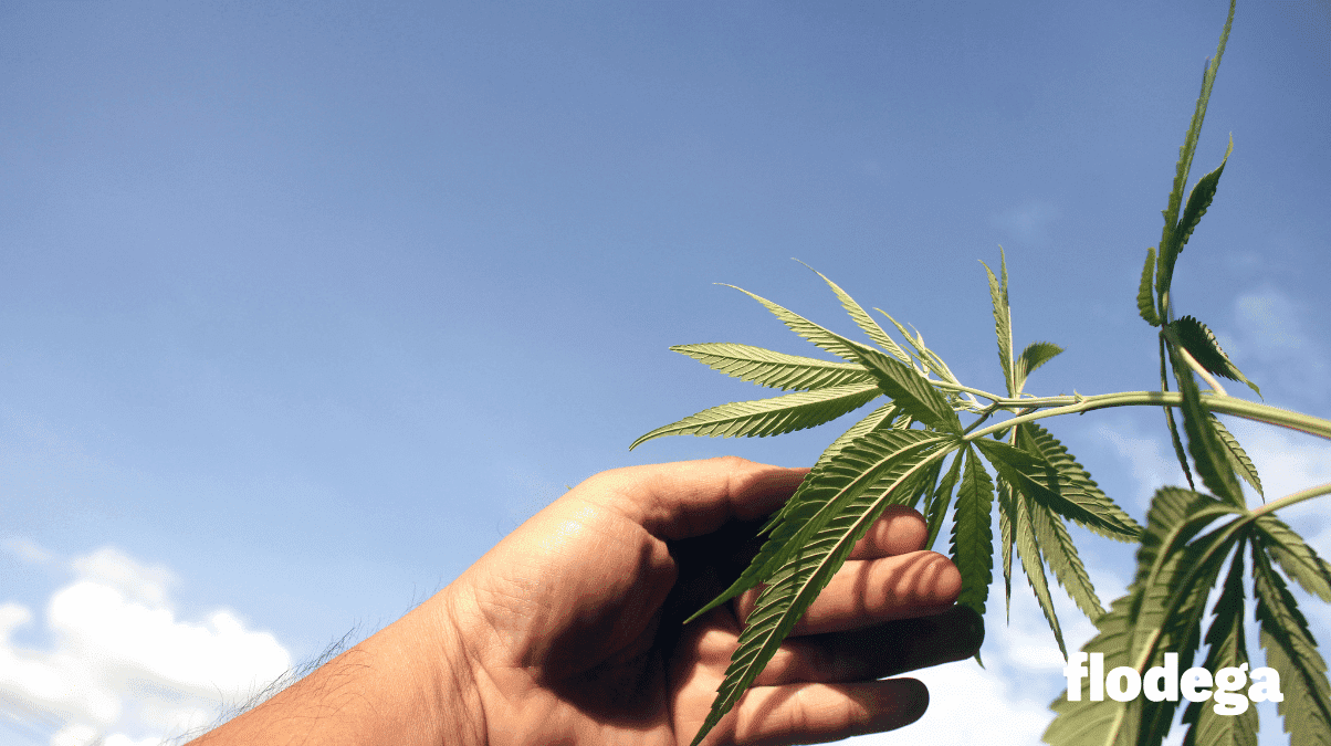 indica-sativa-cannabis-difference