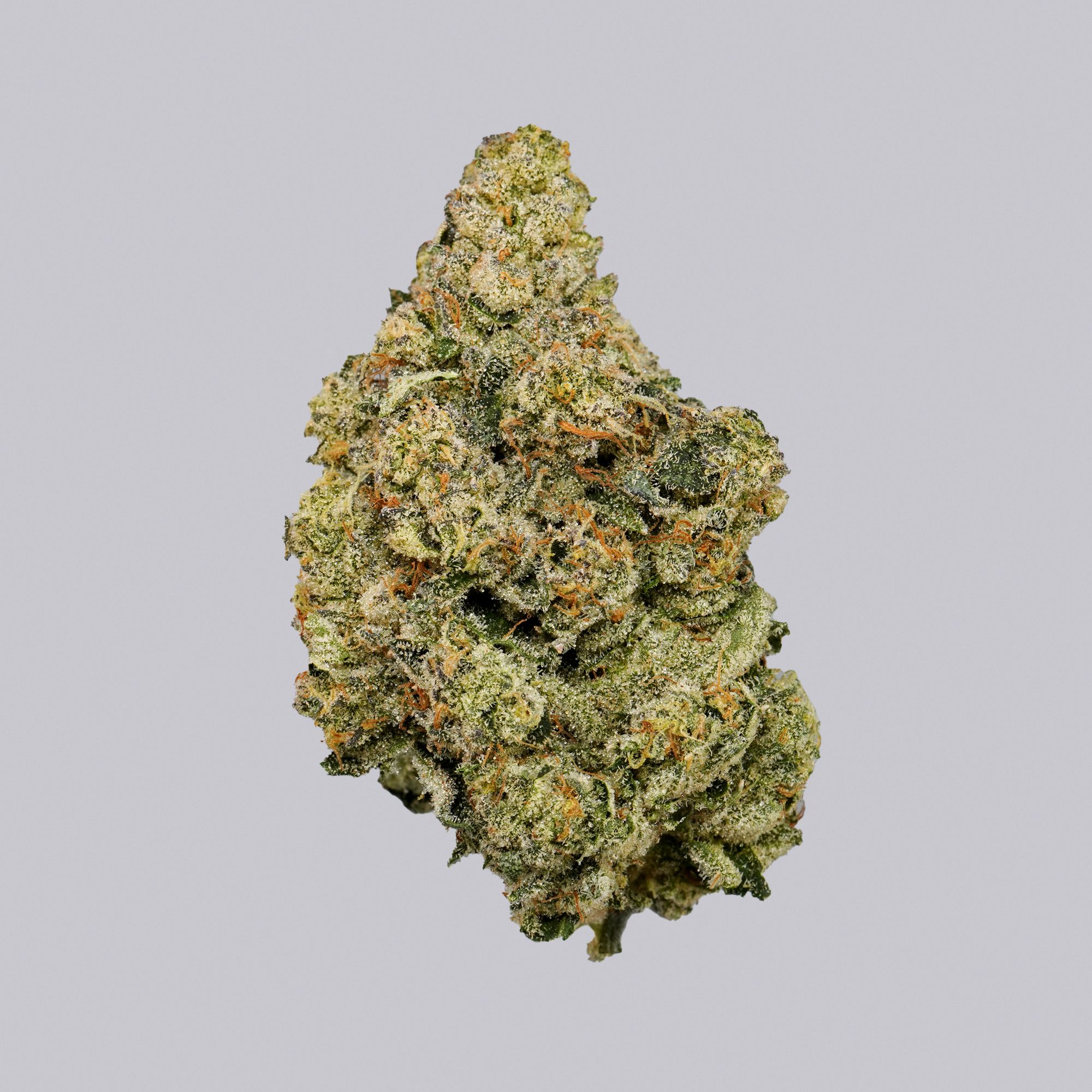 Jack Frost (1 of 17)